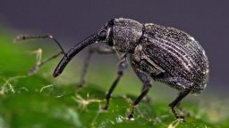 Gargarita Capsunelor